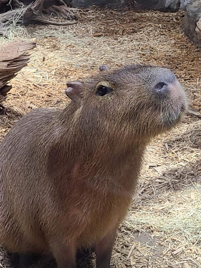 Summer’s Most Captivating Trend: Capybaras