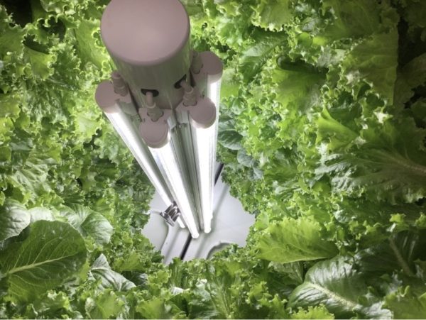 Now all the plants are ready to individually get picked out, you will be surprised by how big the plant's roots are. Here at Fenwick High School each hydroponic system carries about 25 Ibs of greens, so it will definitely take some time to pick.  
